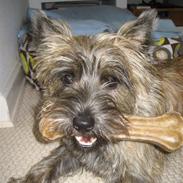 Cairn terrier Buster