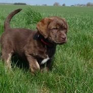 Labrador retriever Siska 
