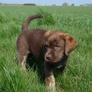 Labrador retriever Siska 