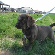 Labrador retriever Siska 