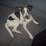 Dansk svensk gaardhund Kiki