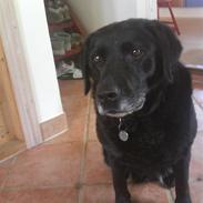 Labrador retriever trunte