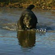 Labrador retriever trunte