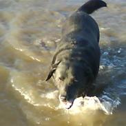 Labrador retriever trunte