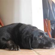 Labrador retriever trunte