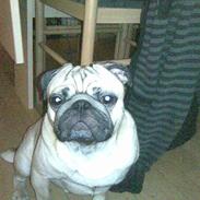 Mops Dexter