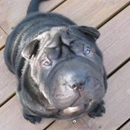 Shar pei Sumo
