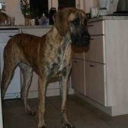 Grand danois Zoe *død*