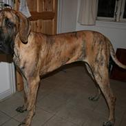 Grand danois Zoe *død*