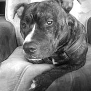 Staffordshire bull terrier Alpha R.I.P.