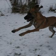 Grand danois Zoe *død*