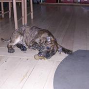 Olde english bulldogge Nova