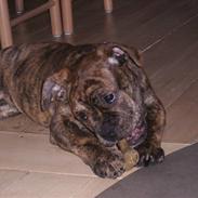 Olde english bulldogge Nova