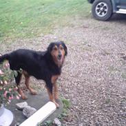 Gordon setter bella