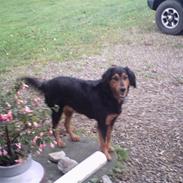 Gordon setter bella
