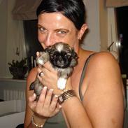 Pekingeser Ayla