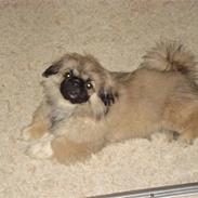 Pekingeser Ayla