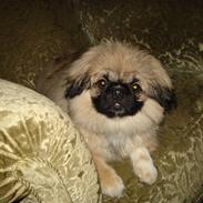 Pekingeser Ayla