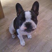 Fransk bulldog Ollie