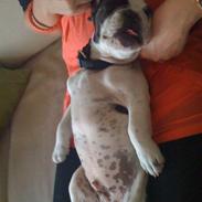 Fransk bulldog Ollie