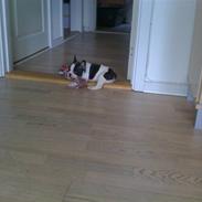 Fransk bulldog Ollie