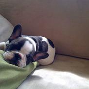 Fransk bulldog Ollie