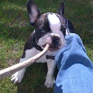 Fransk bulldog Ollie