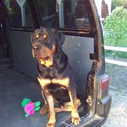 Rottweiler Thor