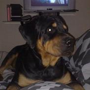 Rottweiler Thor