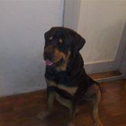 Rottweiler Thor