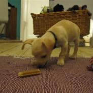 Blanding af racer Eddie