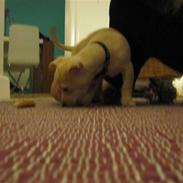 Blanding af racer Eddie