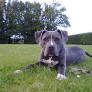 Amerikansk staffordshire terrier "Bob" <3 >>HVIL I FRED<<