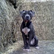 Amerikansk staffordshire terrier "Bob" <3 >>HVIL I FRED<<