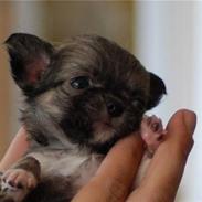 Chihuahua Beauty Cindy 