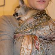 Chihuahua Beauty Cindy 