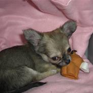 Chihuahua Beauty Cindy 