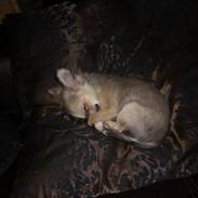 Chihuahua Beauty Cindy 