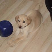 Labrador retriever Aya