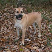 Boerboel Buffy
