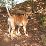 Boerboel Buffy