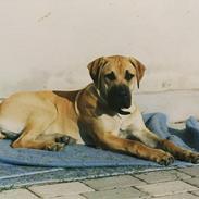 Boerboel Buffy