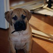 Boerboel Buffy