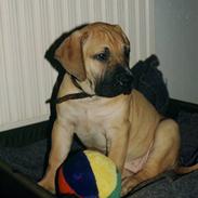 Boerboel Buffy