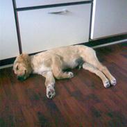 Golden retriever Murphy