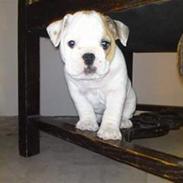 Blanding af racer Luna