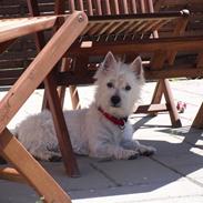 West highland white terrier Coco