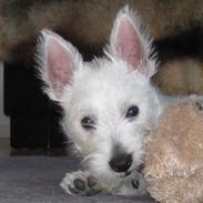 West highland white terrier Coco