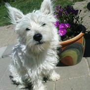 West highland white terrier Coco
