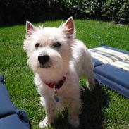 West highland white terrier Coco
